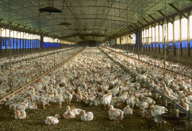 Factory Farms: How did we get here?